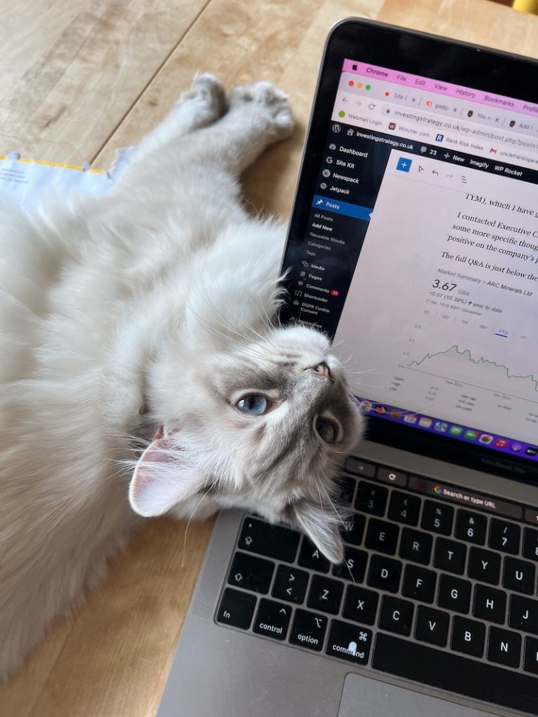 katt på laptop