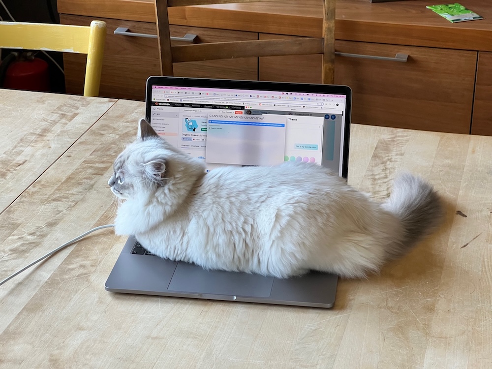 katt på laptop
