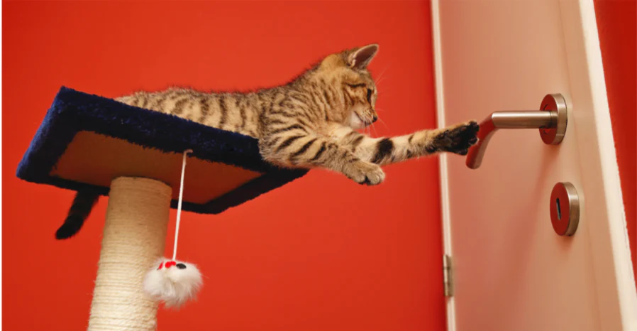 smart katt