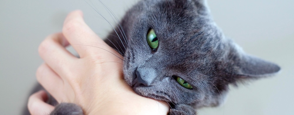 katt som biter