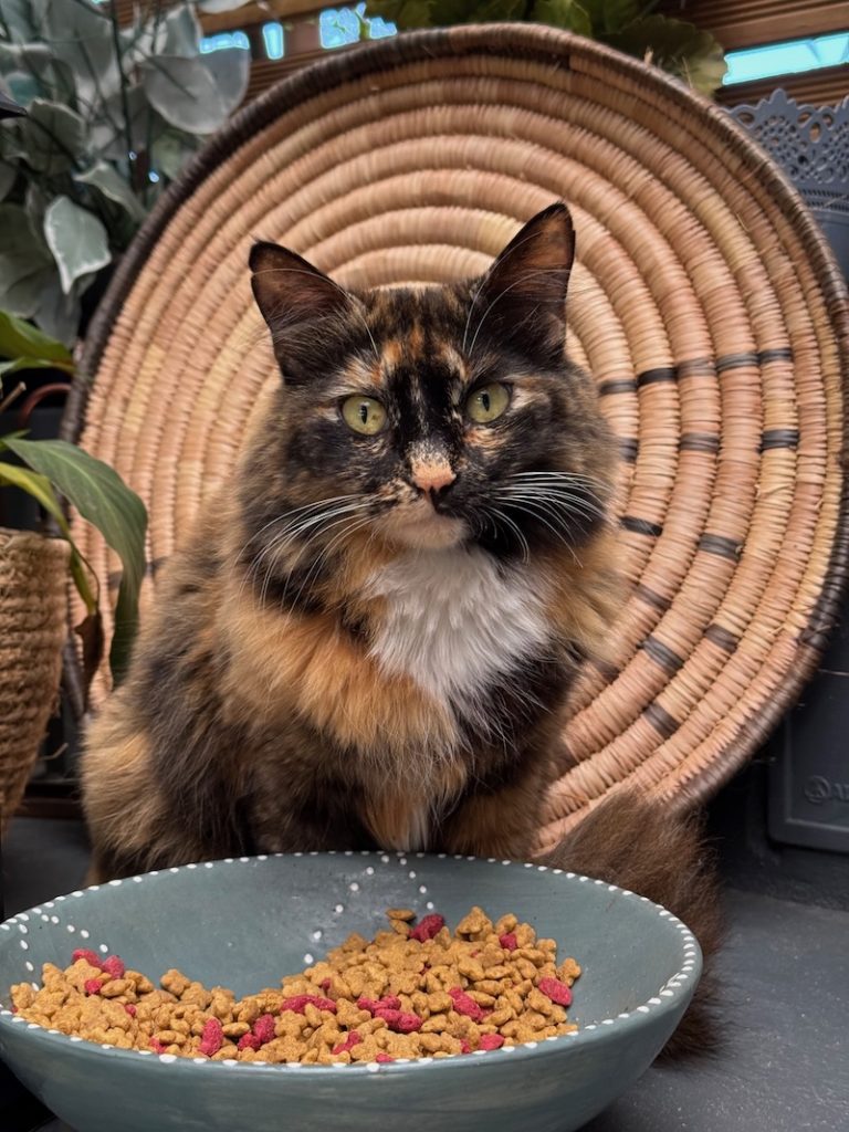 katt vid matskål