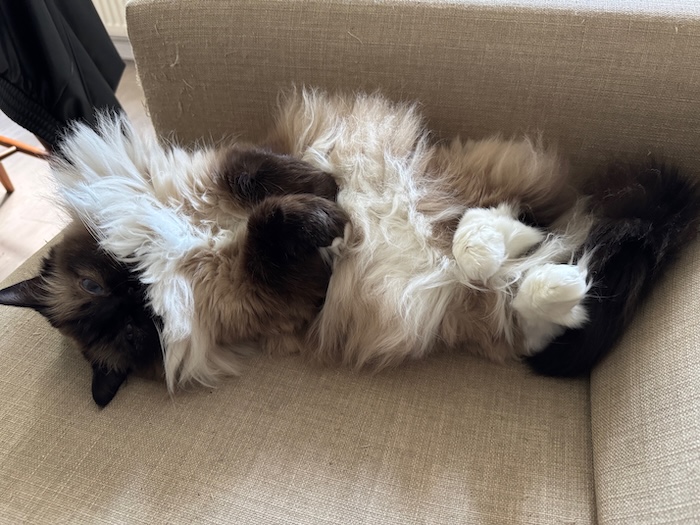 katt visar magen