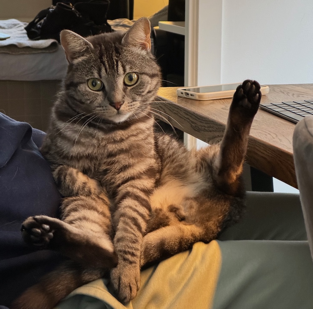 nöjd katt