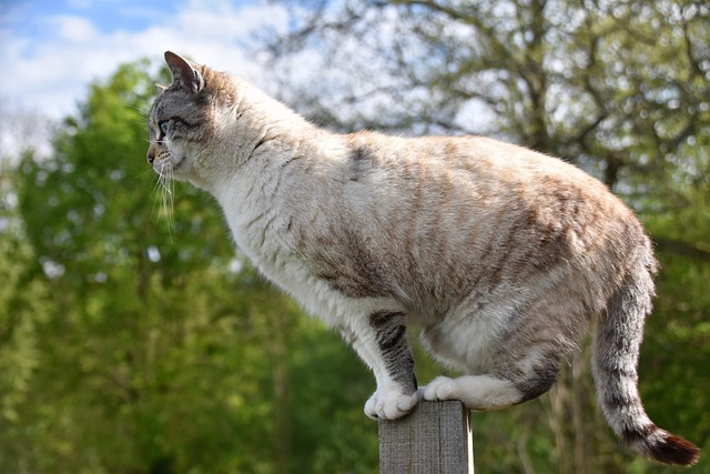 balanserande katt
