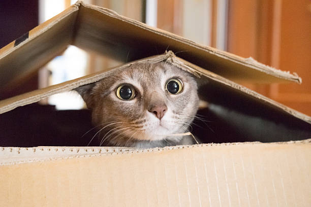 katt i låda