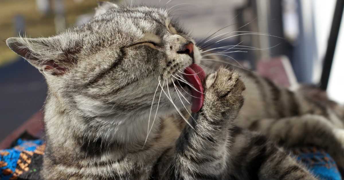katt slickar sig