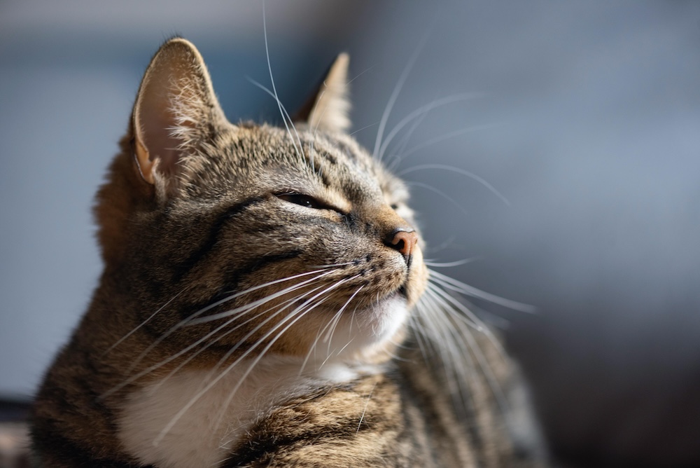 kattens ansiktsuttryck