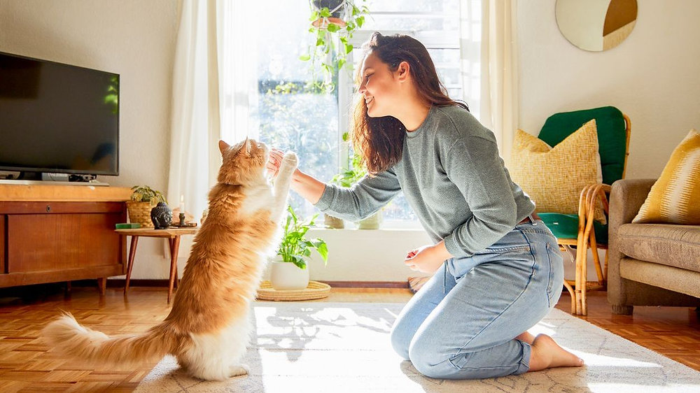 kattvänligt hem