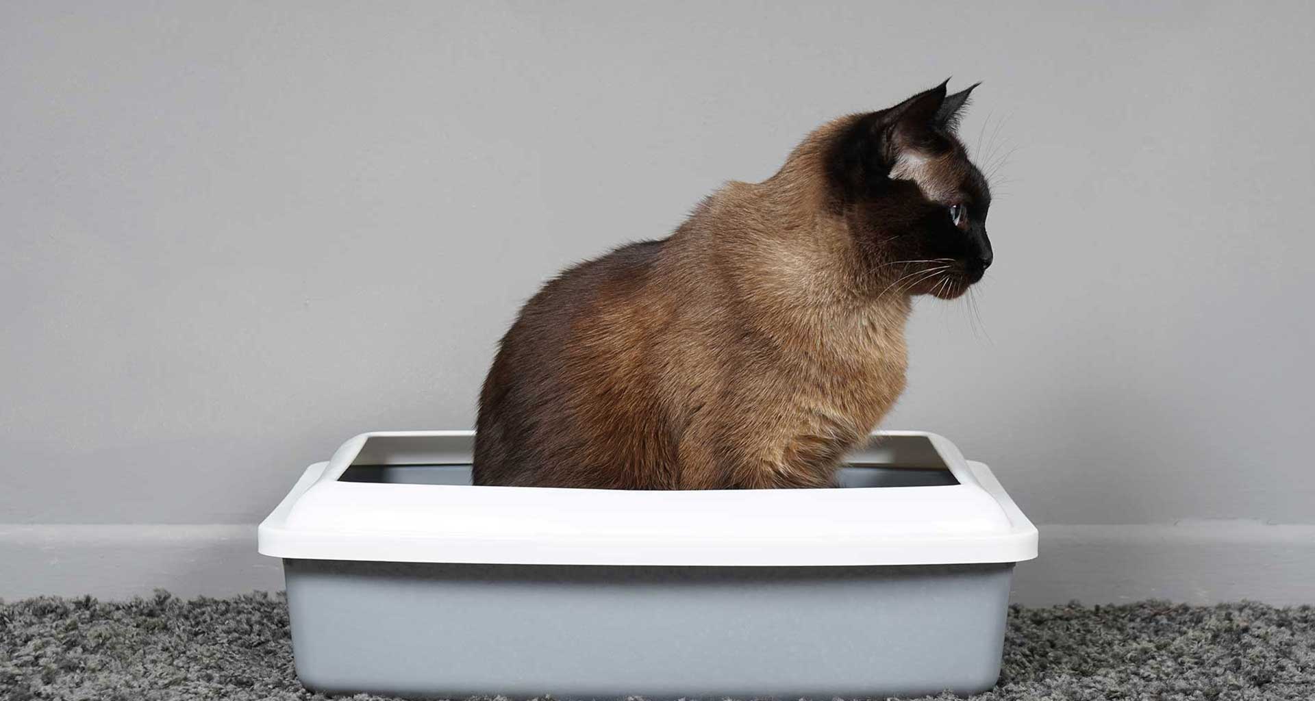 lådträna katt