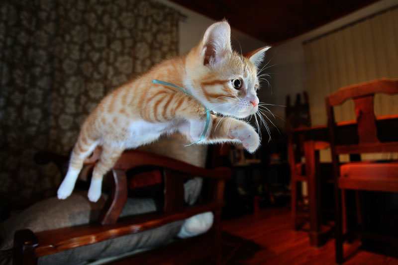 nattkatt