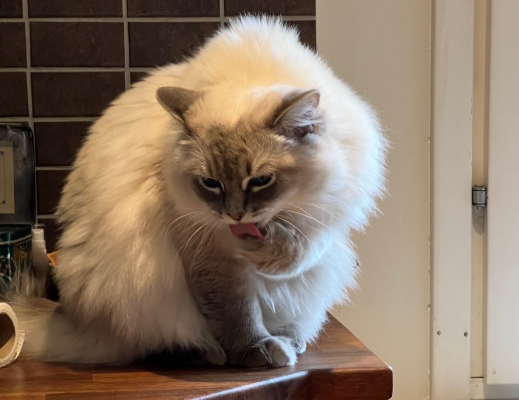 hårbollar hos katt
