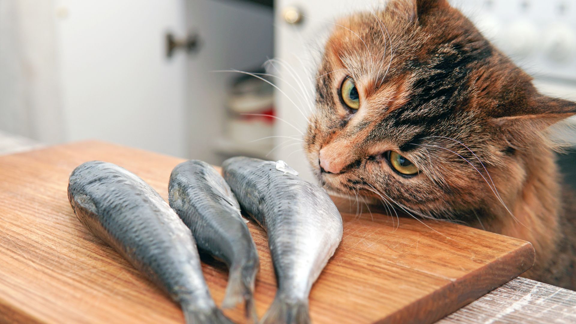 Katter och fisk