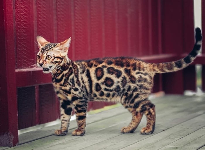 Spotted tabby