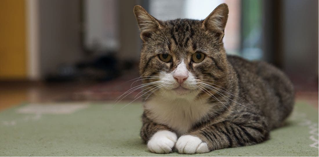 gammal katt