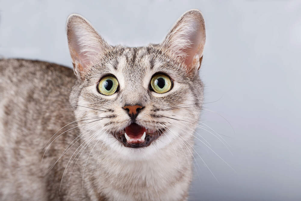 jamande katt