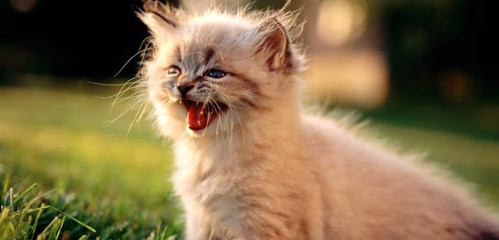 katt jamande