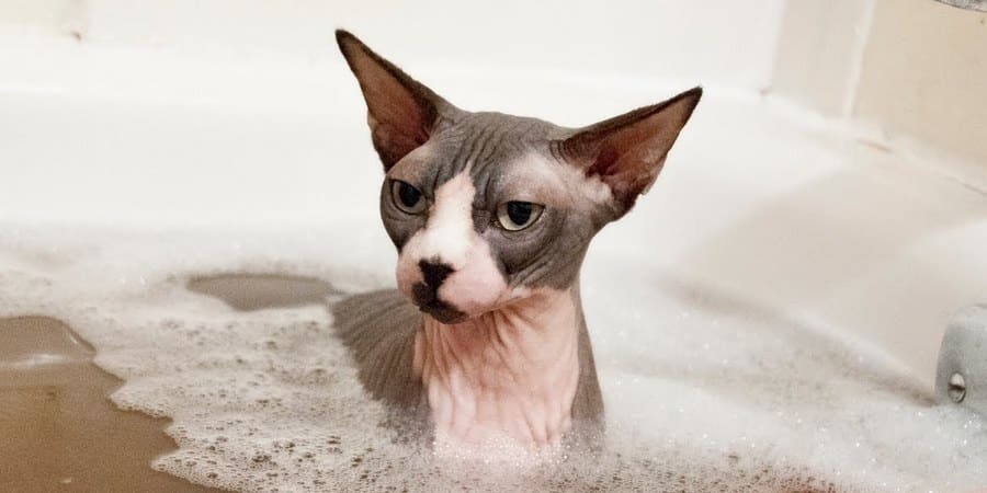 badande sphynx