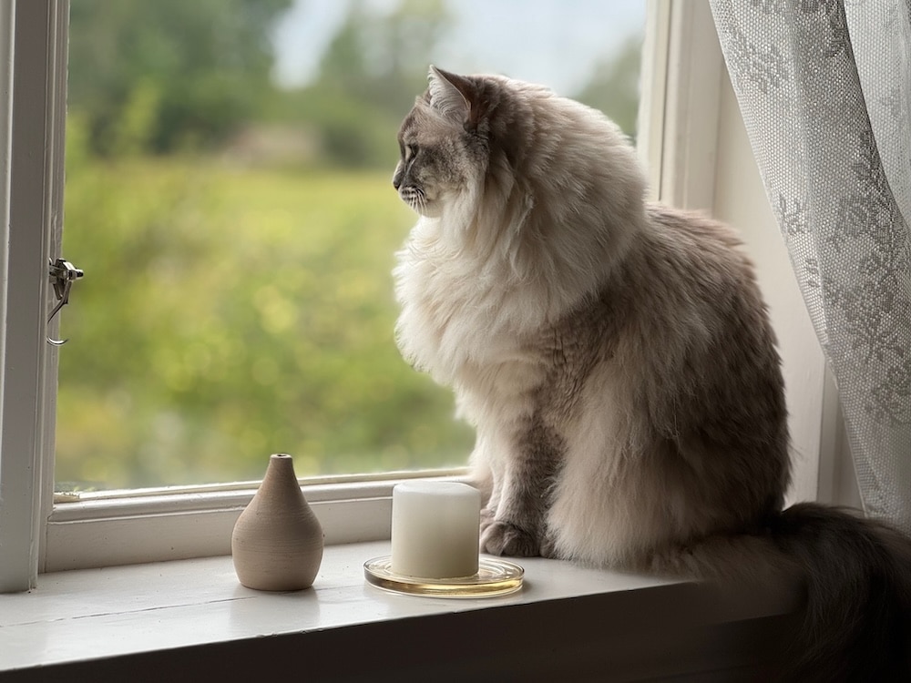 katt tittar ut genom fönster