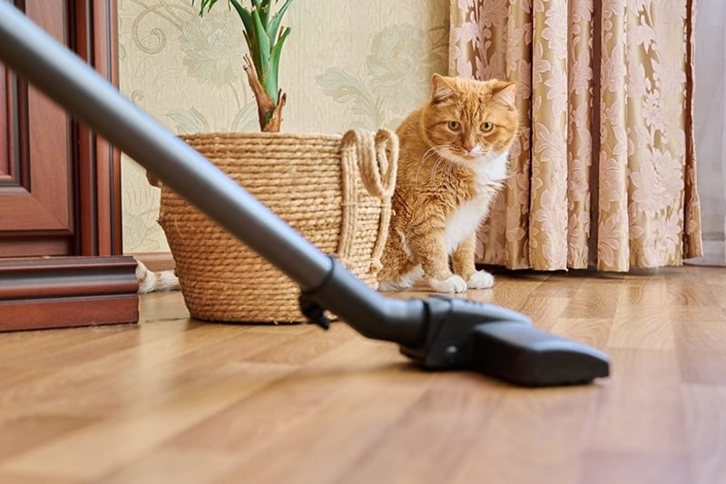 katt och dammsugare