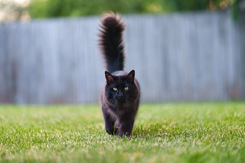 svart katt