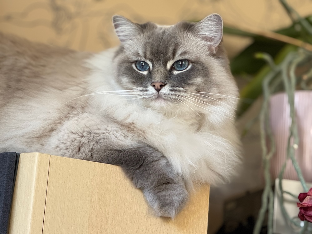 Ragdoll