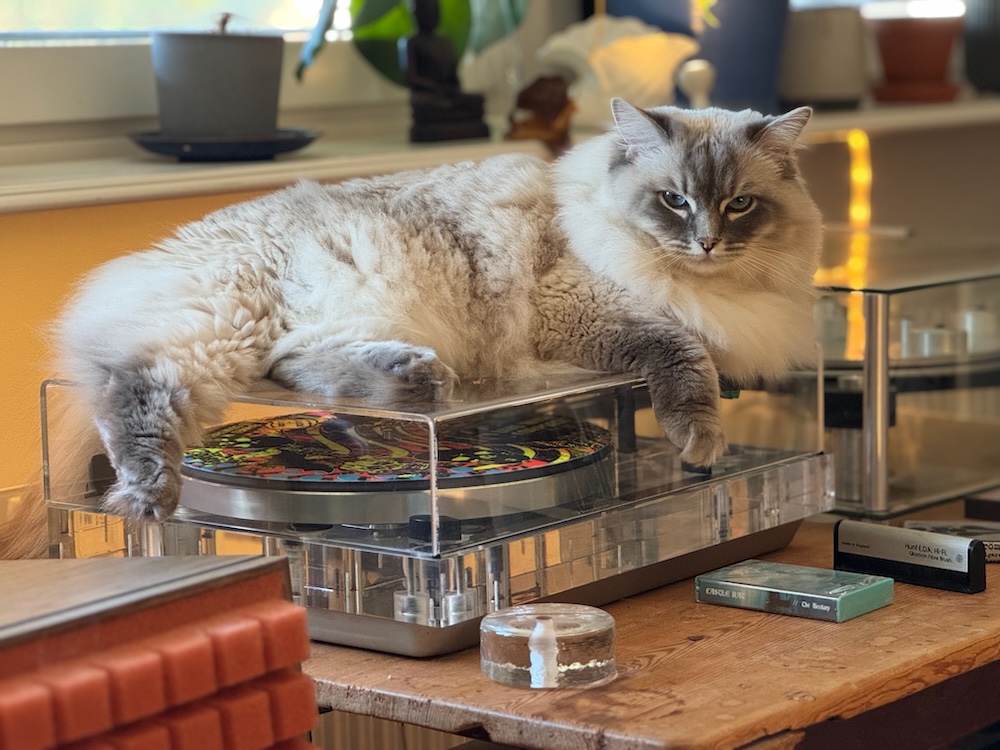 Ragdoll
