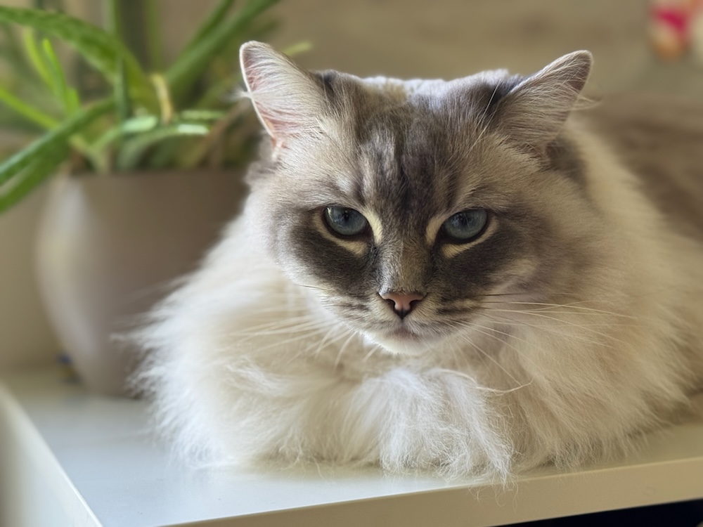 Ragdoll