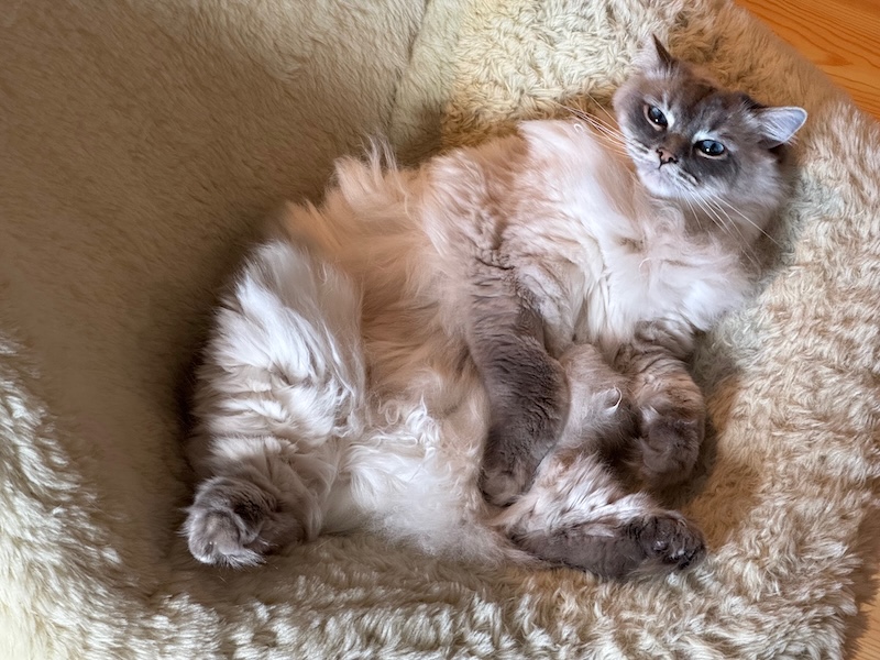 Ragdoll