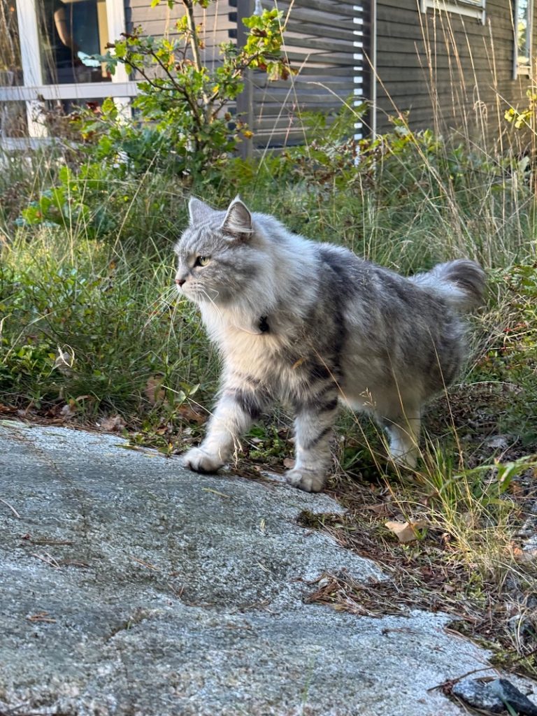 Sibirisk katt